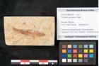 Foto (Objekt + Etikett) von Prosopis kymeana Unger (NHMW-GEO-2024-0188-8190)